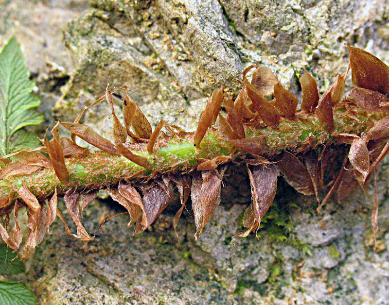Polystichum setiferum / Felce setifera
